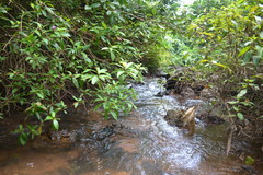 Melastoma malabathricum